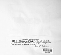 Peniophora pini image
